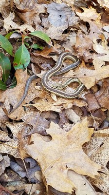 spring garter snake