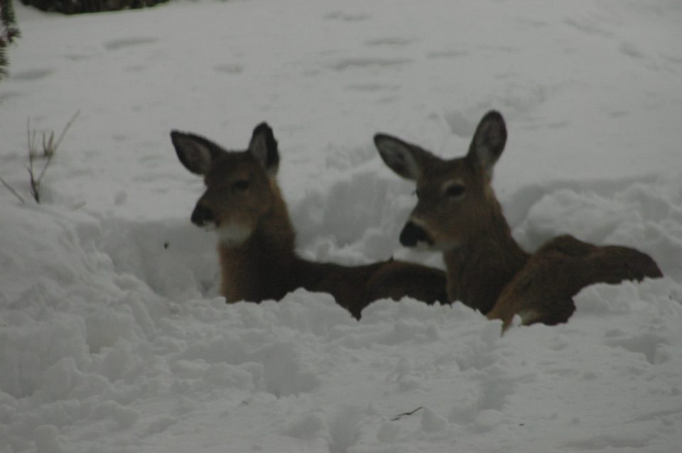 PSU Deer Study