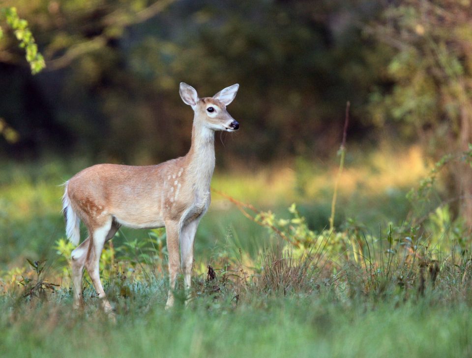 PSU Deer Study