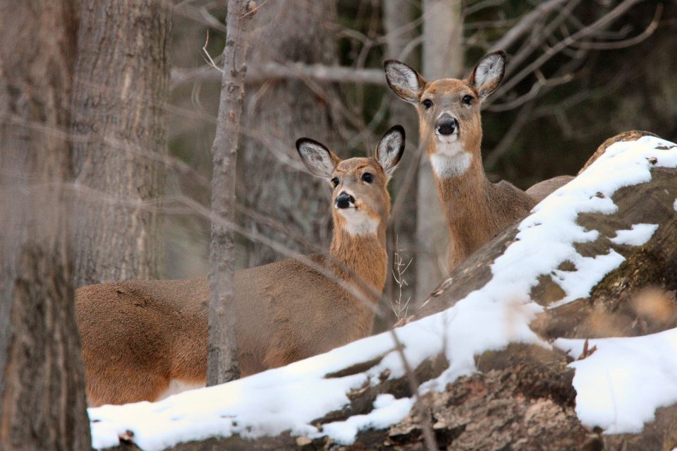 PSU Deer Study