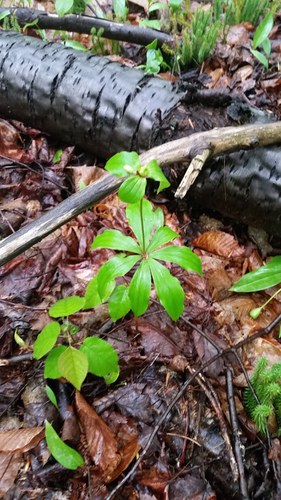 indian cucumber plant