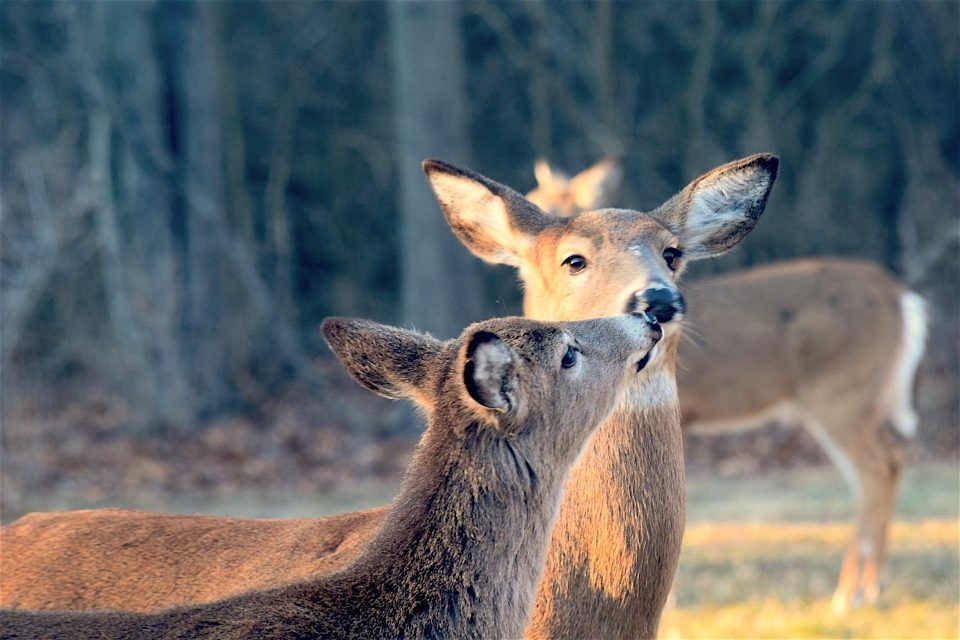 PSU Deer Study