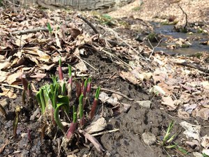 leeks springing