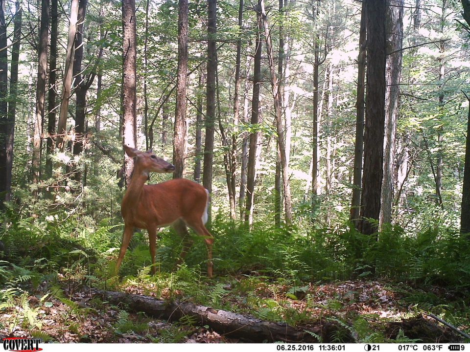 PSU Deer Study