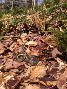 sunning garter snake