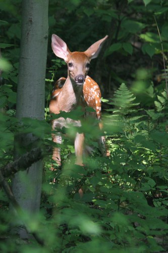 Deer-Forest Study