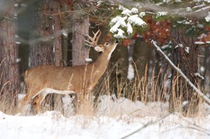 Deer-Forest Study