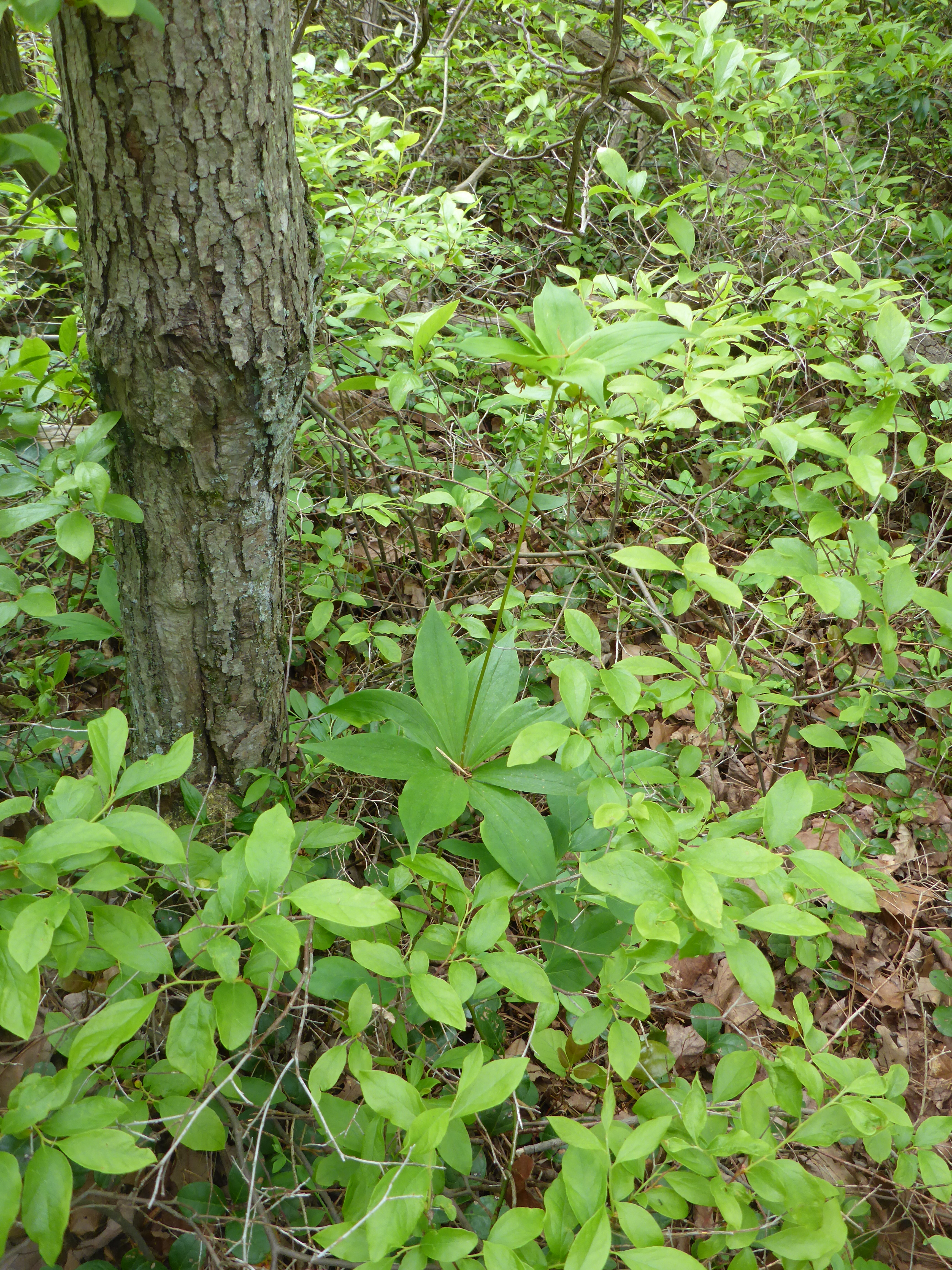 Indian cucumber with seeds