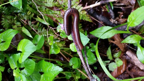 millipede