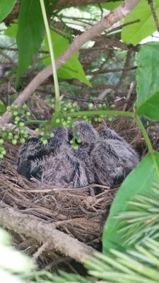 mourning dove nest w babies