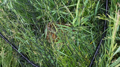 netted fawn