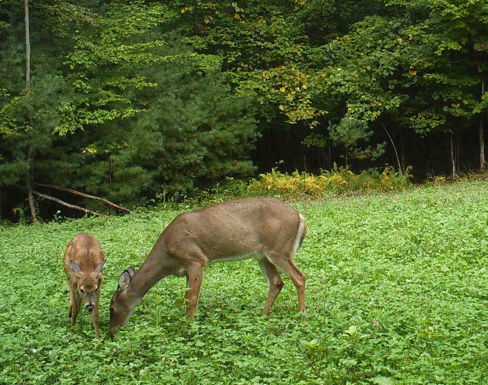 PSU Deer Study