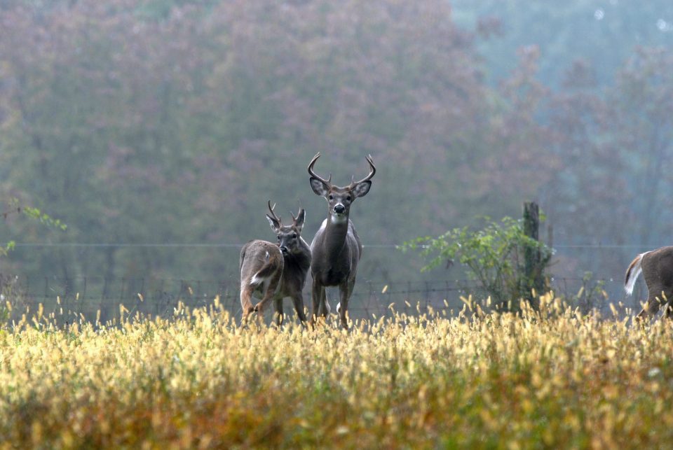 PSU Deer Study