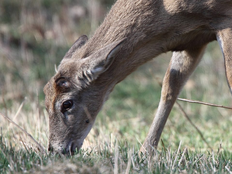 PSU Deer Study