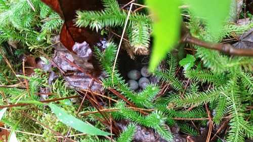 ovenbird nest 2018