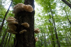 oyster mushroom