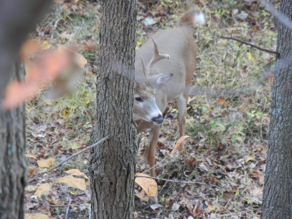 PSU Deer Study