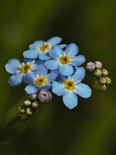 pic4-forget me not