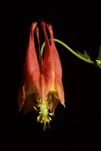 pic6-wild columbine