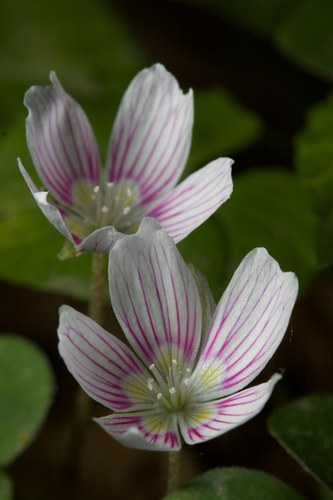 pic7-common woodsorrel