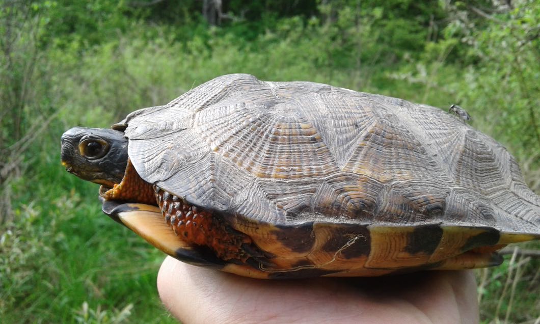 Veg Adven-pic10-wood turtle