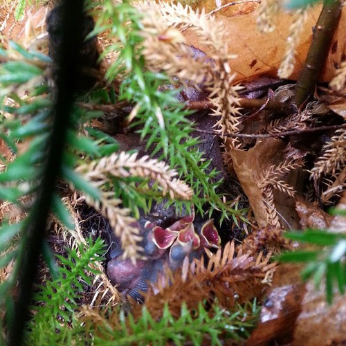 Veg Adven-pic6-junco nest