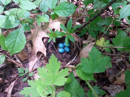 Veg Adven-pic7-veery nest