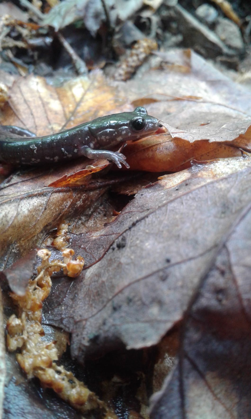 Veg Adven-pic8-salamander