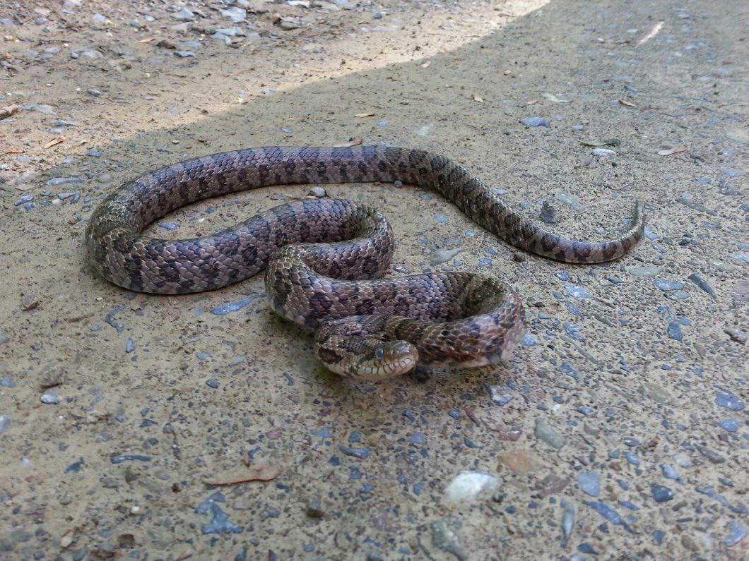 Veg Adven-pic9-rattlesnake