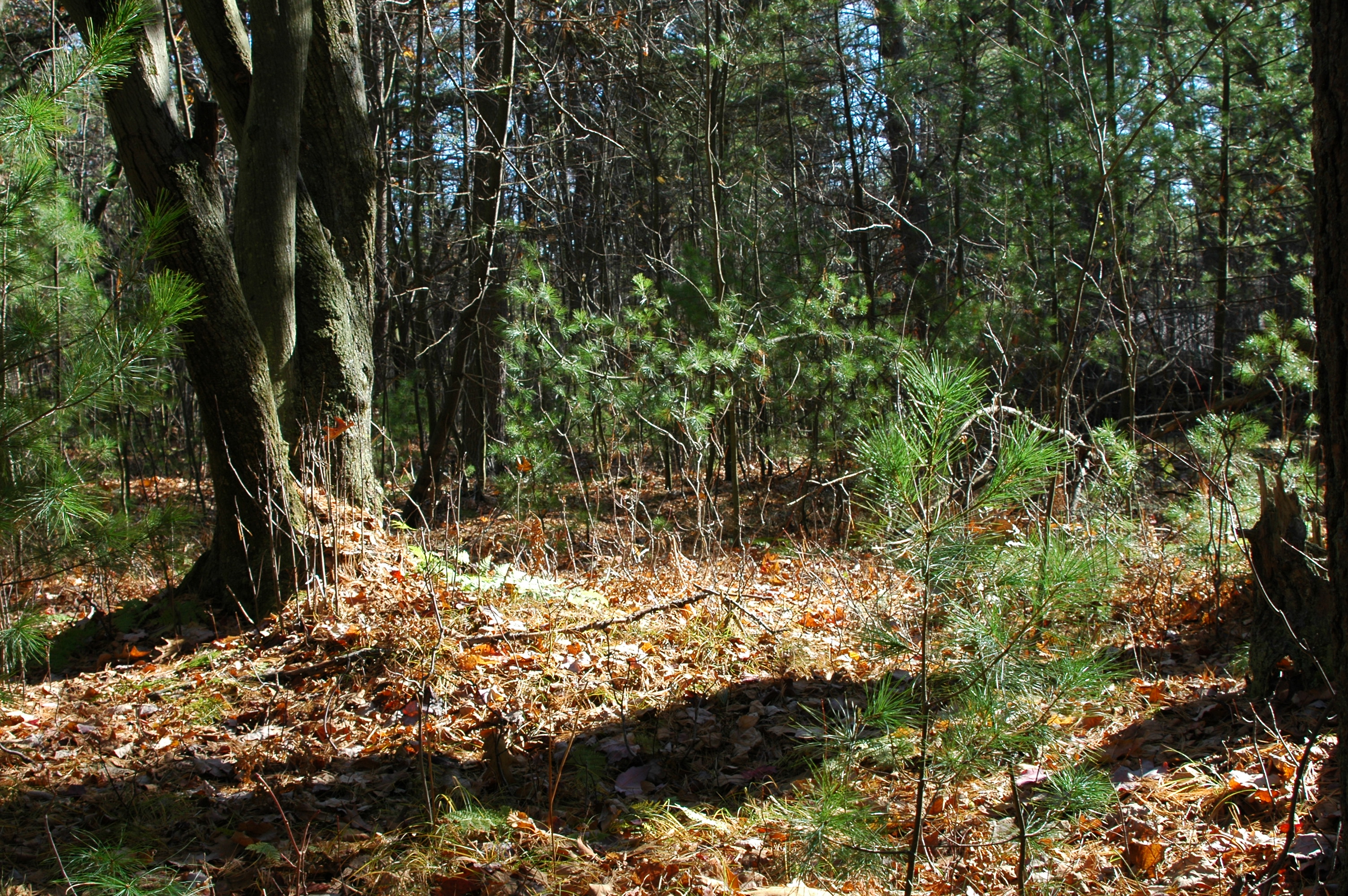 Deer-Forest Study