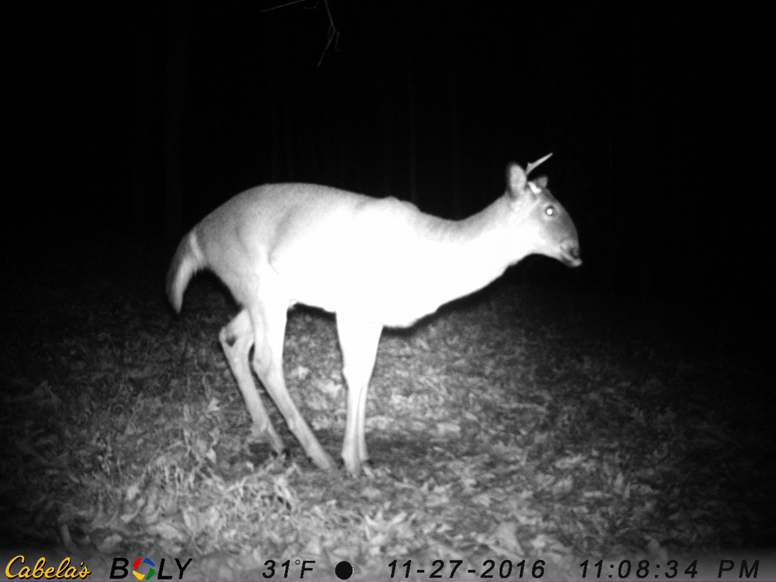 deer nose