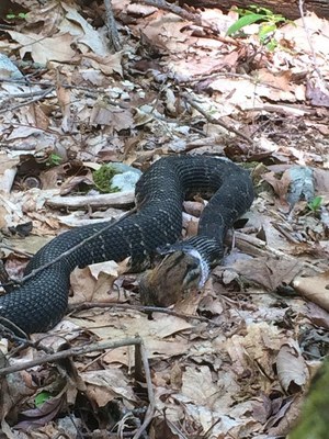 Veg Adven2-rattlesnake2