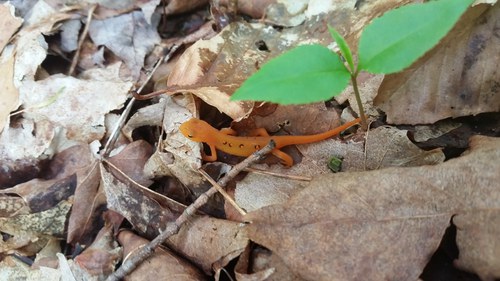 red eft