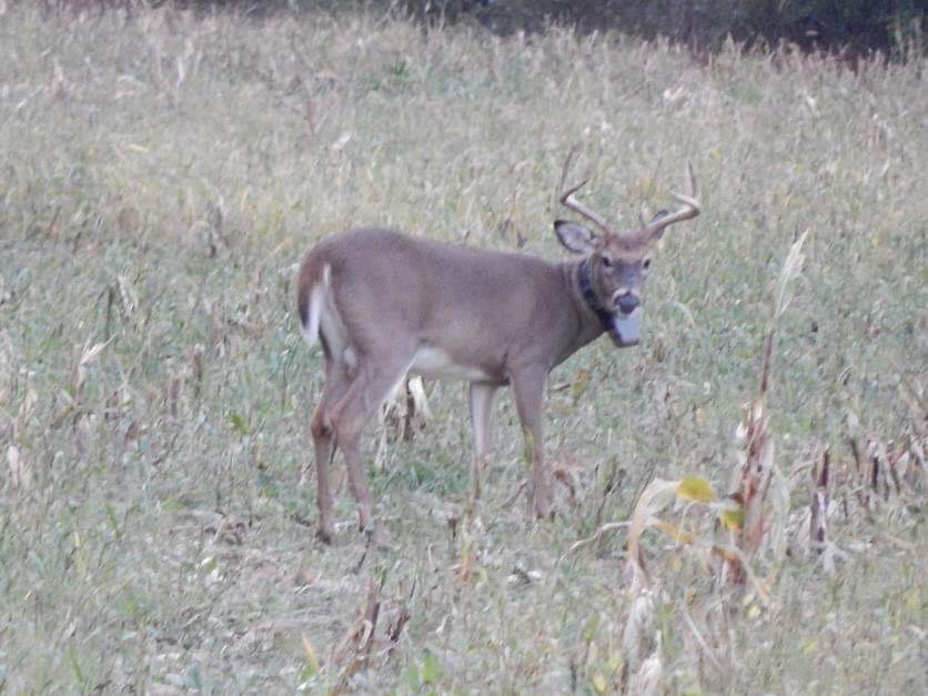 PSU Deer Study