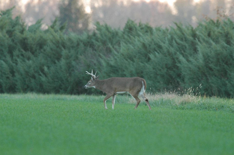 PSU Deer Study