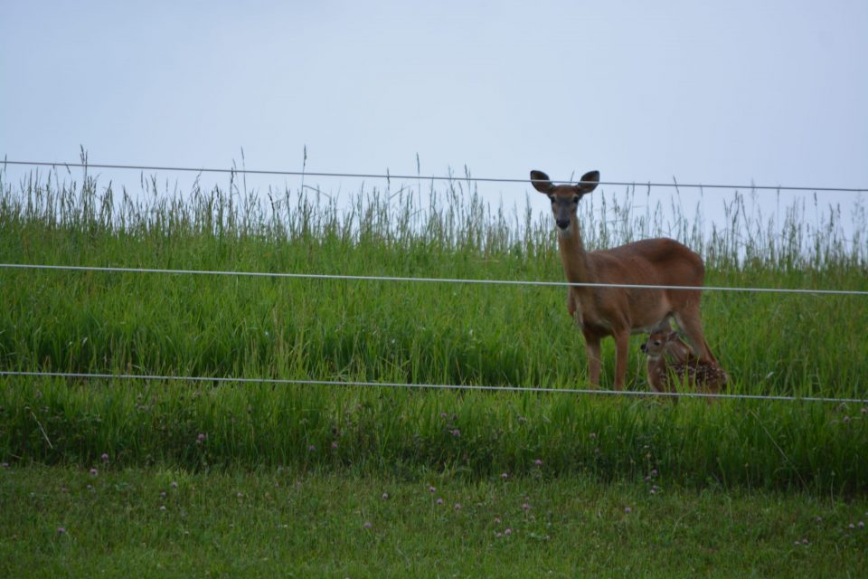 PSU Deer Study