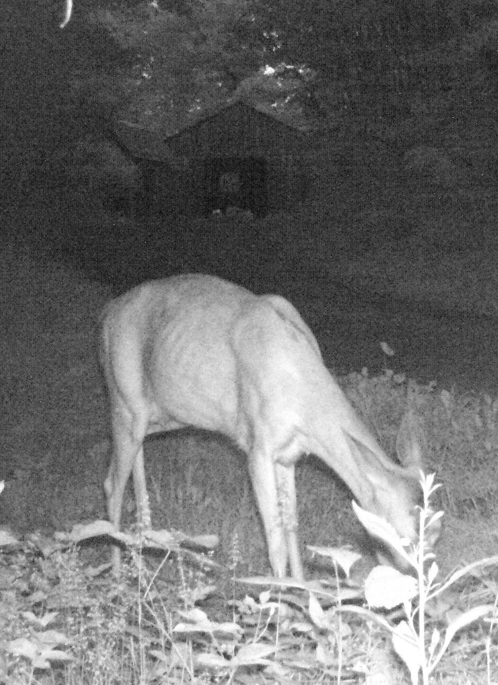 Guest trail cam-lactating doe