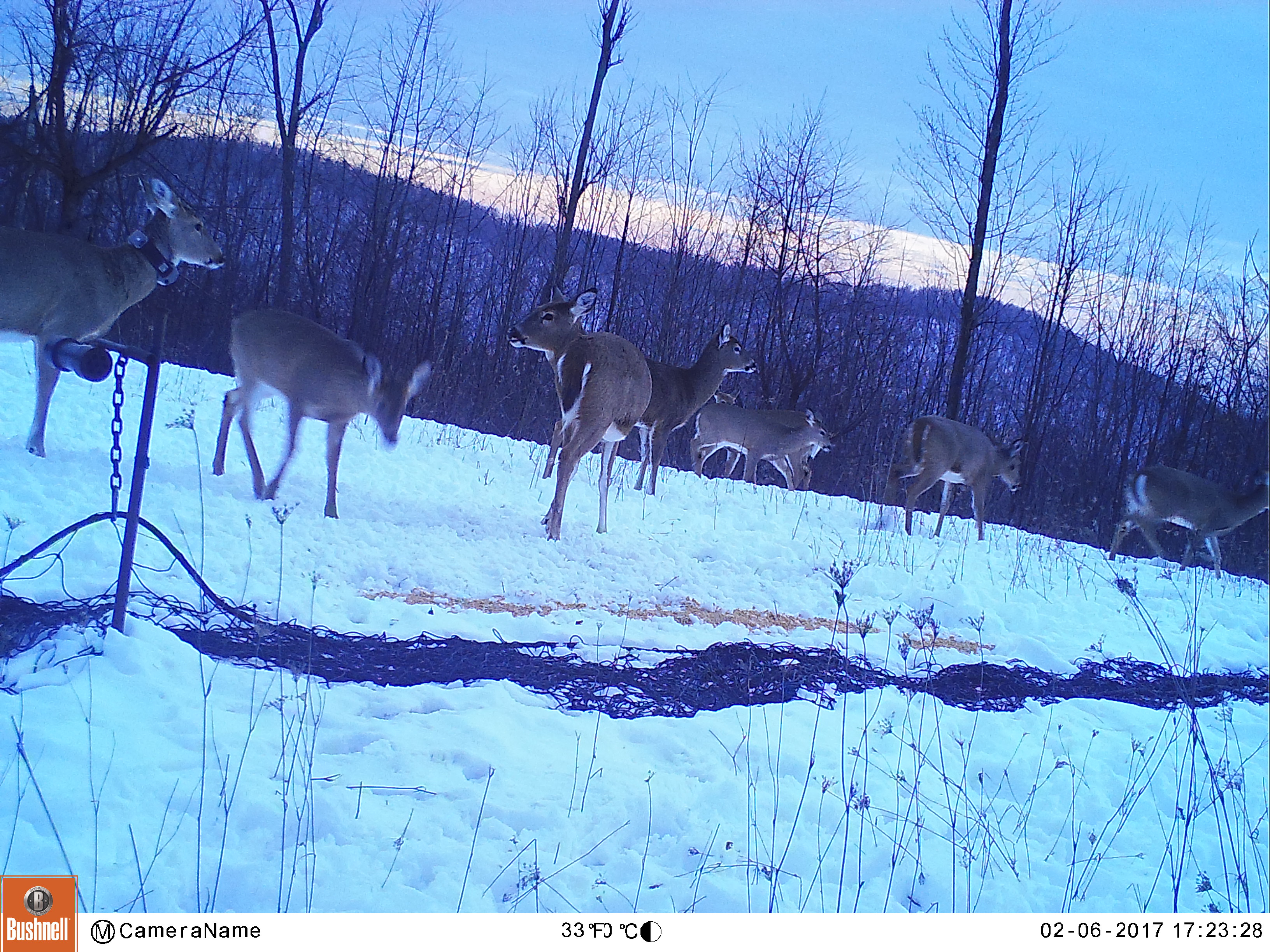 Deer at rock net-North