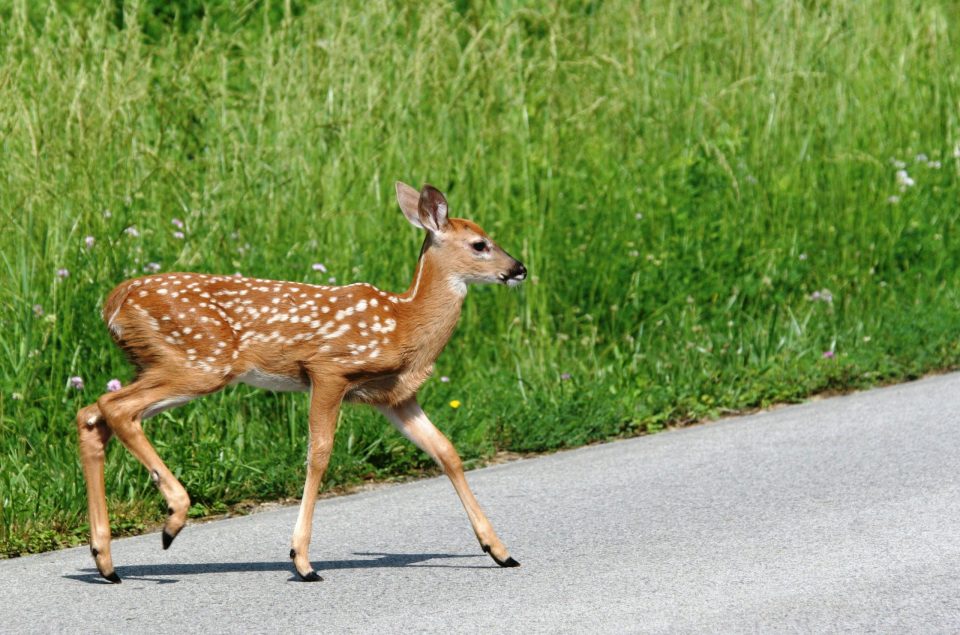 PSU Deer Study