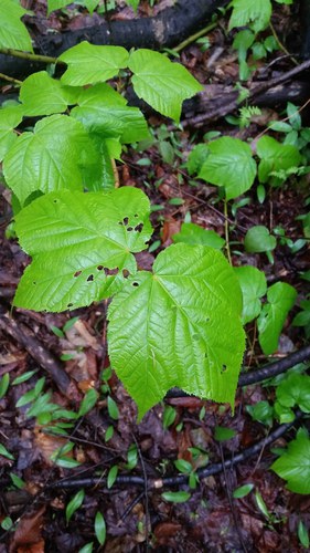 striped maple