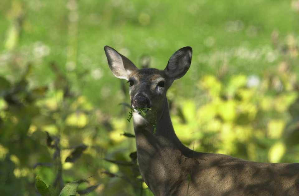 PSU Deer Study