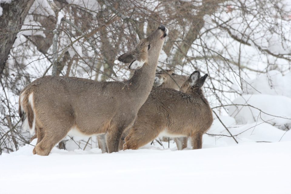 PSU Deer Study