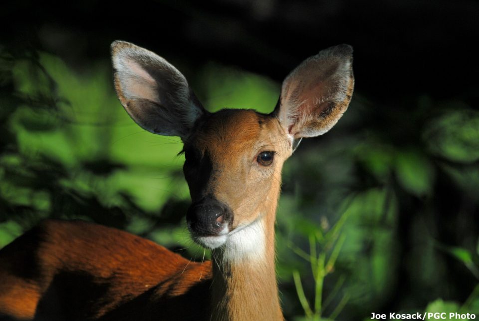 PSU Deer Study