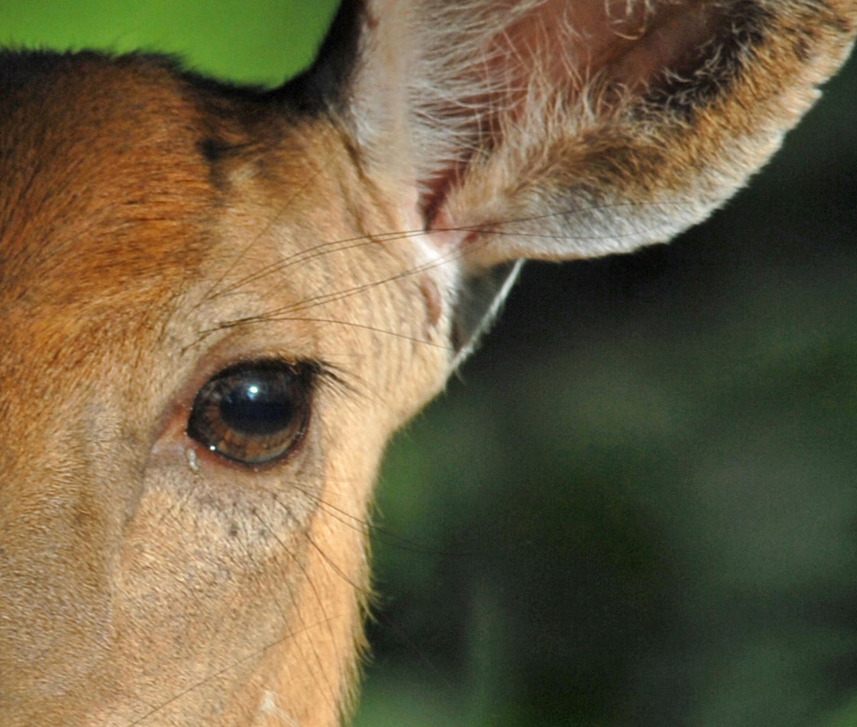 Do Deer Have Eyelids? 