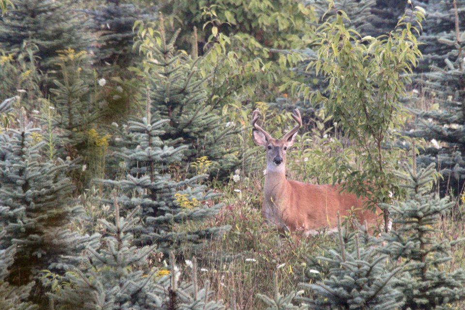 PSU Deer Study