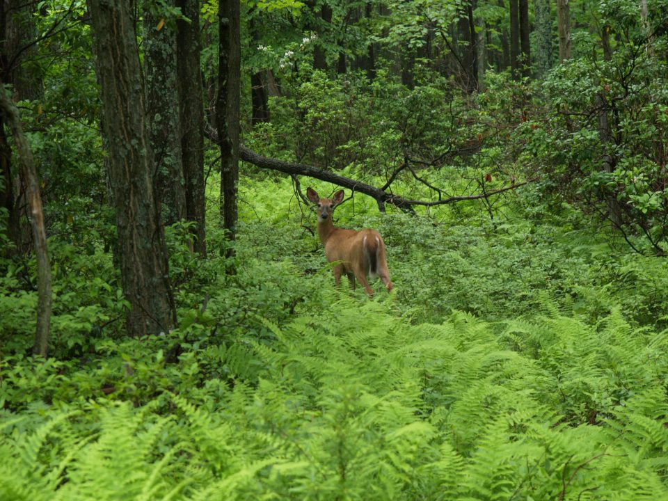 PSU Deer Study