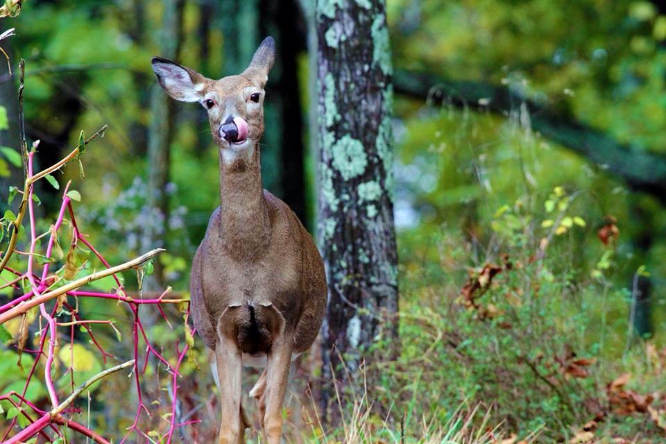 PSU Deer Study