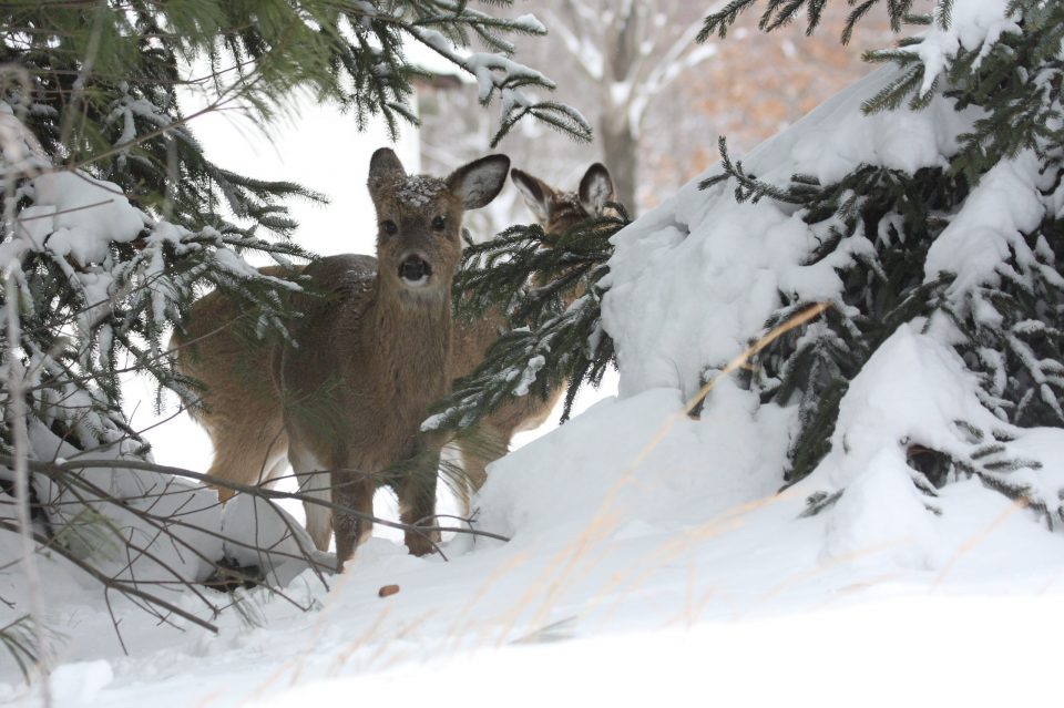 PSU Deer Study