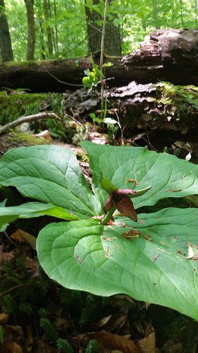 trillium