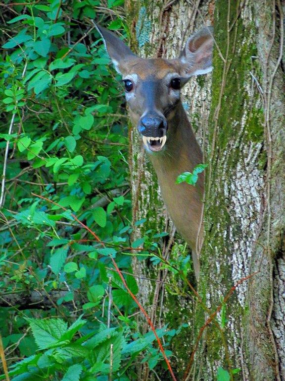 PSU Deer Study